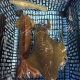 釣果情報・2月24日(月)沼津沖早夜マルイカ・ディープアジン...